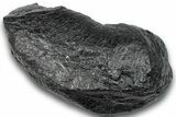 Fossil Whale Ear Bone - South Carolina #248399-1